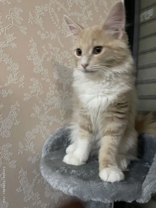 ID：2109-02139の子猫