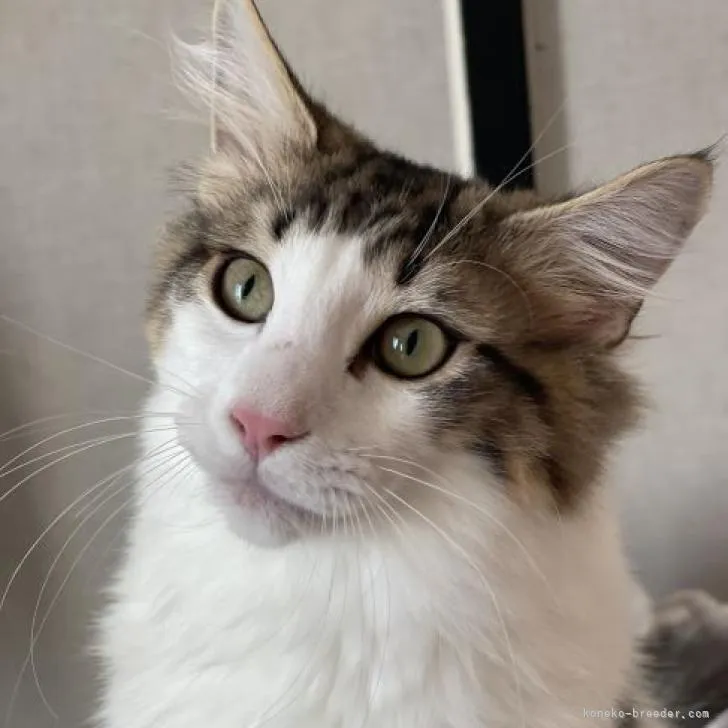 さっちゃん 様のお迎えした子猫