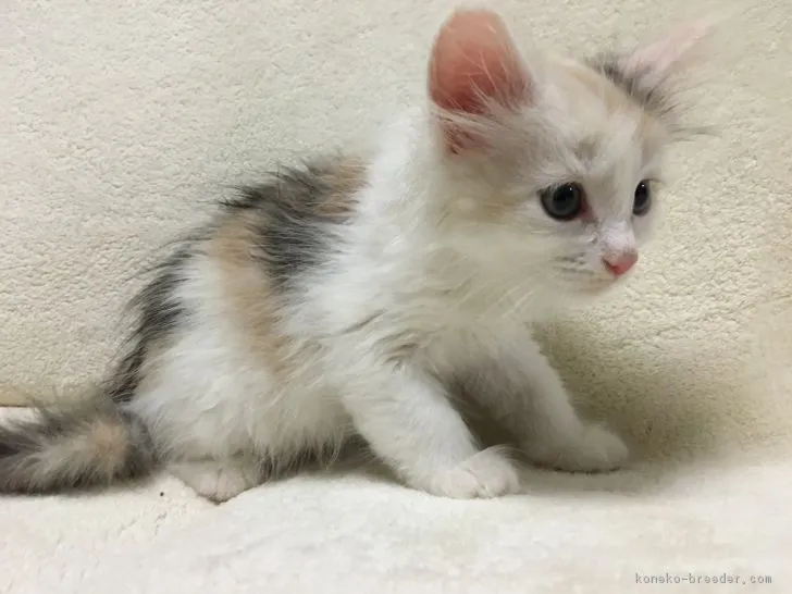 ID：1706-00303の子猫