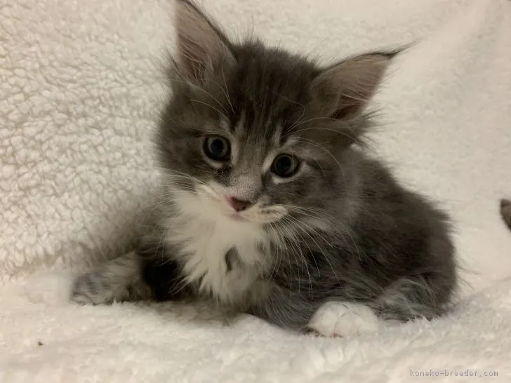 ID:1901-00019の子猫
