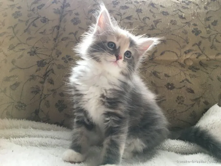 ID：1810-01373の子猫
