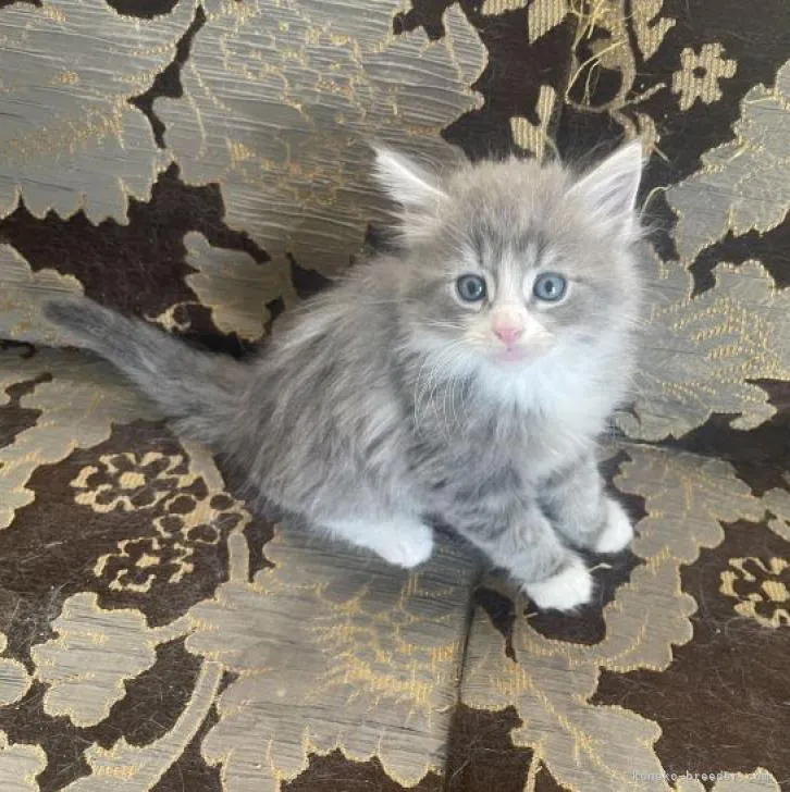 ID:2212-01062の子猫