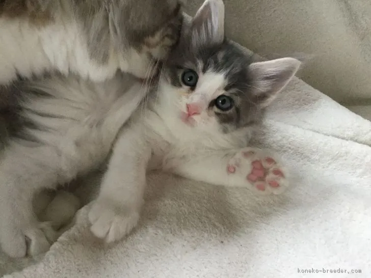 ID：1710-00041の子猫