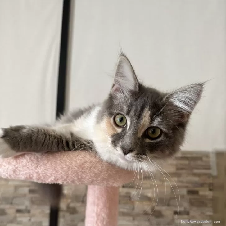 ID:2407-00572の子猫