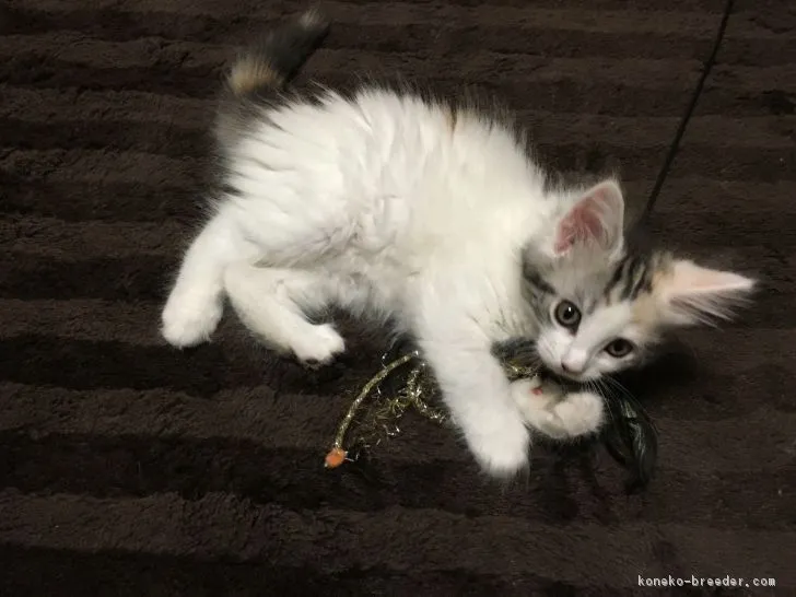 ID：1704-01098の子猫