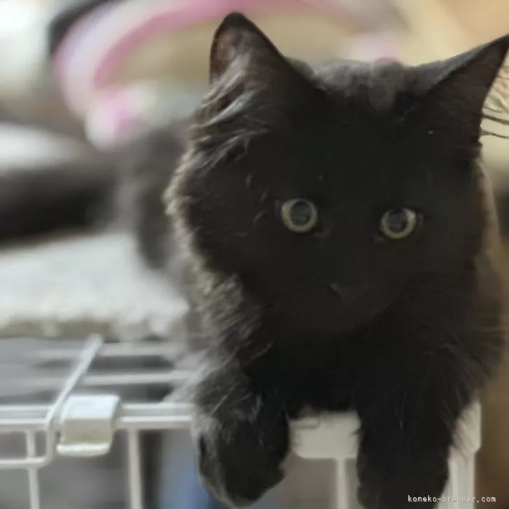 ID：2408-02893の子猫