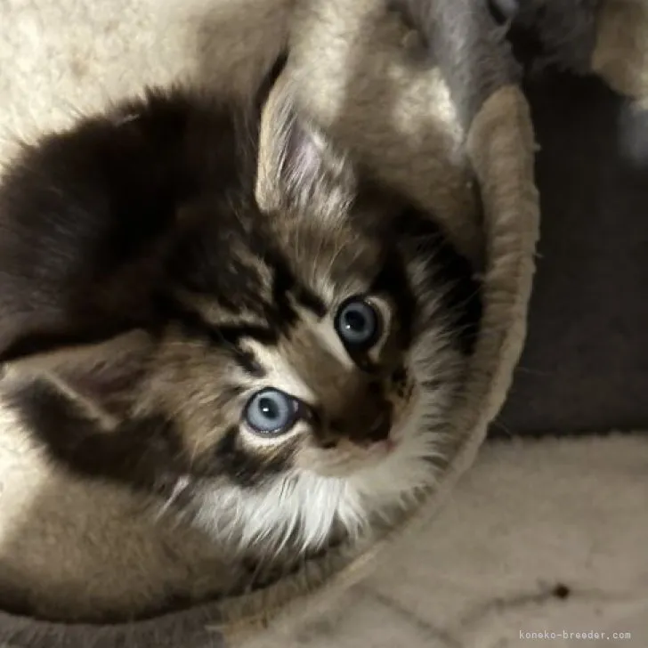 ID:2308-02642の子猫