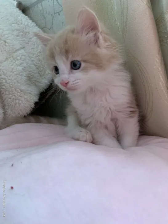 ID：2004-01783の子猫