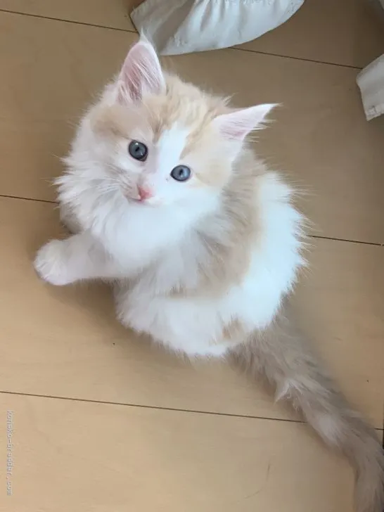 ID：2004-01715の子猫