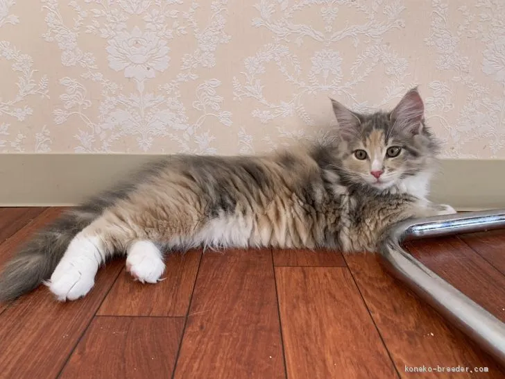 ID:2003-00516の子猫