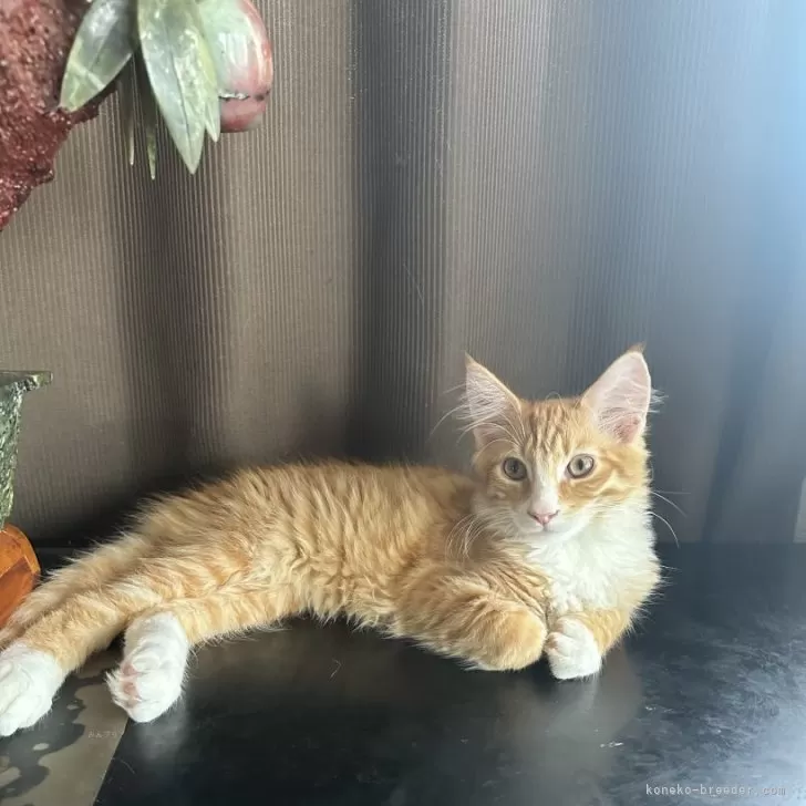 M 様のお迎えした子猫