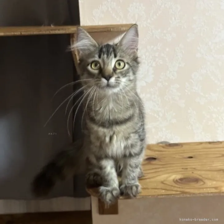 ID：2307-01402の子猫