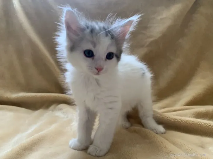 ID：1908-00207の子猫