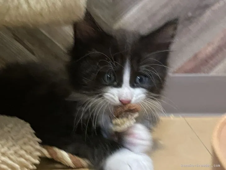 ID:2109-01799の子猫