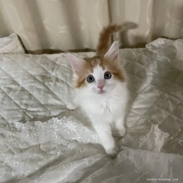 ID：2305-00128の子猫