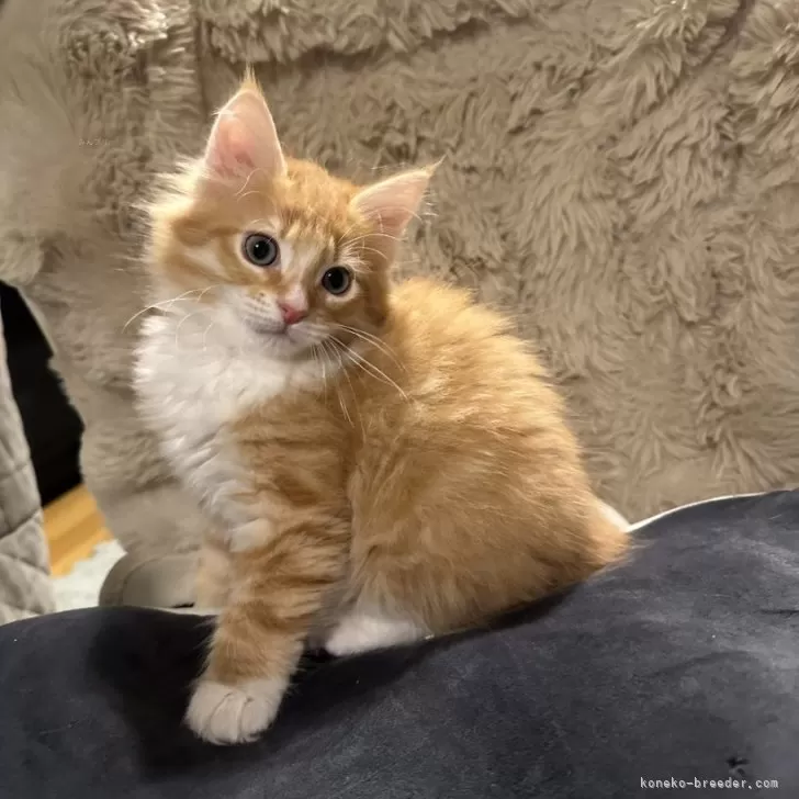 ID：2401-02166の子猫