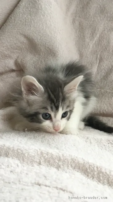 ID:1811-00195の子猫