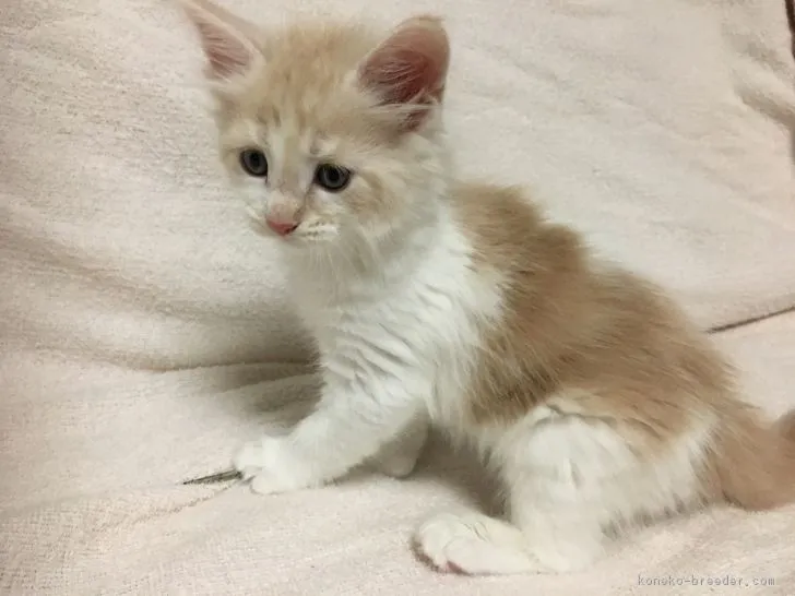 ID:1811-00432の子猫