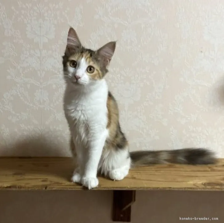 ID：2307-00203の子猫