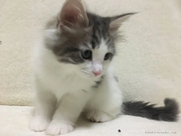 ID：1804-01785の子猫