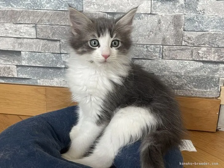 ID:2205-03225の子猫