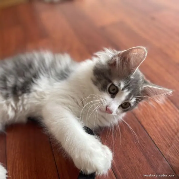 ID:2208-00056の子猫