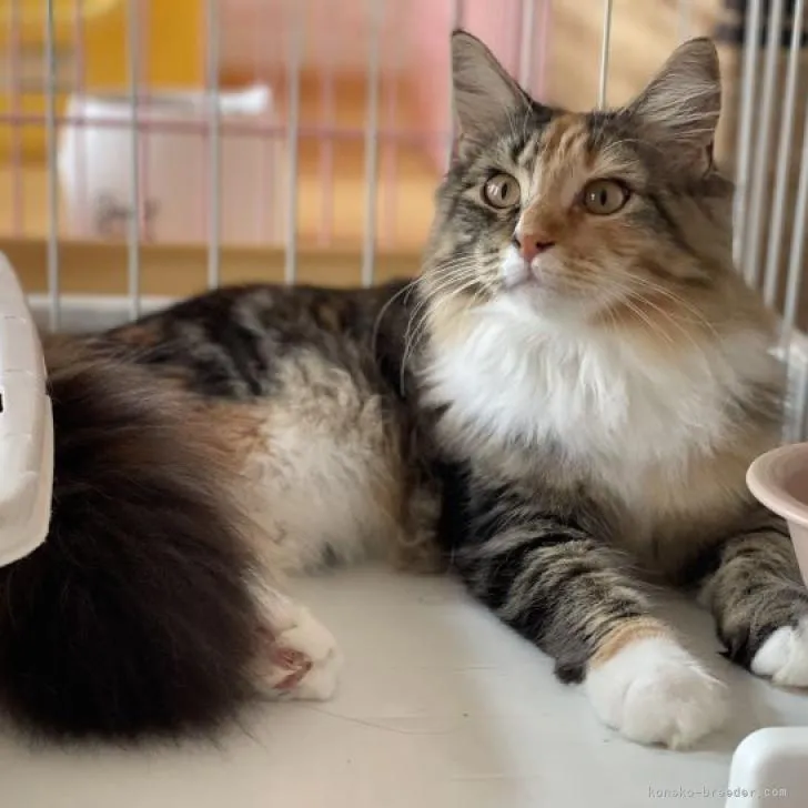 ID：2204-01273の子猫