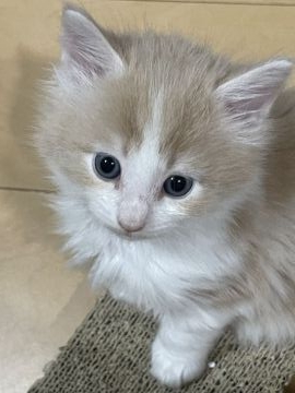メインクーン【愛知県・男の子・2021年4月27日・クリームタビー&ホワイト】の写真「可愛いクリームくん🐱✨」
