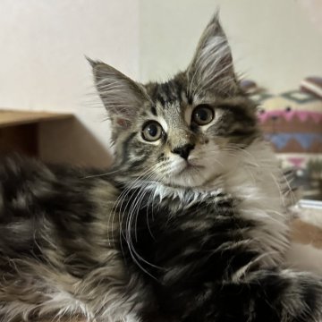 メインクーン【愛知県・女の子・2024年2月16日・ブラウンタビー&ホワイト】の写真「元気な女の子🐱」