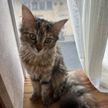 メインクーン【愛知県・女の子・2023年9月30日・ブラウンパッチドタビー】の写真「美人ちゃんです🐱🧡🧡」