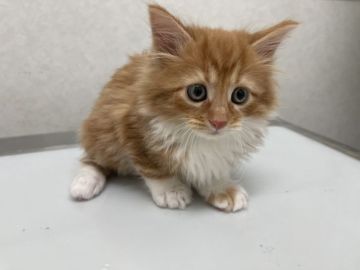 メインクーン【愛知県・男の子・2022年1月23日・レッドタビー&ホワイト】の写真「元気に成長中🐱✨」