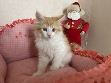 メインクーン【愛知県・女の子・2021年10月1日・レッドタビー&ホワイト】の写真「🎄もふもふの可愛いらしい子です💓🎄」