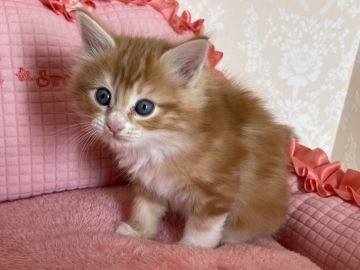 メインクーン【愛知県・女の子・2022年1月15日・レッドタビー&ホワイト】の写真「とても愛くるしいお顔の女の子🐱💕」