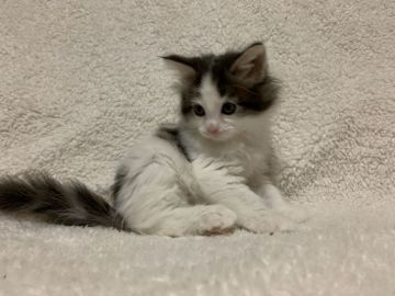 メインクーン【愛知県・男の子・2019年11月9日・ブラウンタビーアンドホワイト】の写真「人懐こい子です🐱元気いっぱい🐱ご飯もりもり食べます」