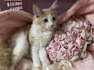 メインクーン【愛知県・女の子・2021年4月20日・クリームタビー&ホワイト】の写真「人懐こいクリームちゃん🐱💕💕」