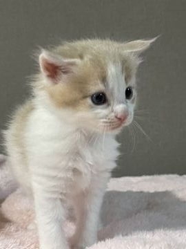 メインクーン【愛知県・男の子・2021年4月20日・クリームタビー&ホワイト】の写真「可愛らしいクリームちゃん🐱💕💕」