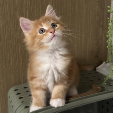 メインクーン【愛知県・男の子・2023年12月10日・レッドタビー&ホワイト】の写真「元気な男の子です🐱🧡」