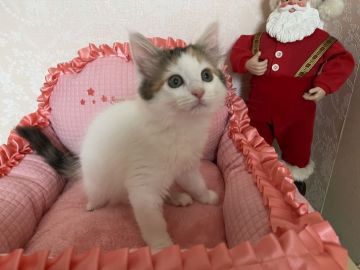 メインクーン【愛知県・女の子・2021年10月1日・ブラウンパッチドタビー&ホワイト】の写真「美人の三毛ちゃんです❤️🐱✨」