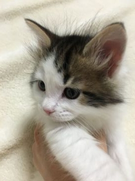 メインクーン【愛知県・男の子・2016年3月15日・ブラウンタビー&ホワイト】の写真「3兄弟の中で1番おっとりしています( ^ω^ )」