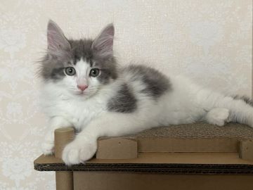 メインクーン【愛知県・男の子・2022年3月24日・ブルータビー&ホワイト】の写真「元気な男の子🐱✨」