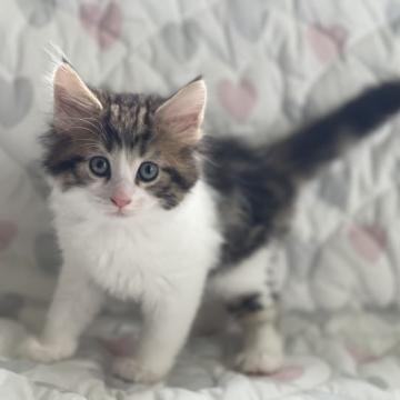 メインクーン【愛知県・男の子・2022年7月17日・ブラウンタビー&ホワイト】の写真「元気な男の子です🐱」
