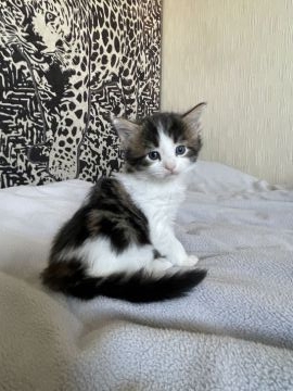 メインクーン【愛知県・男の子・2021年4月27日・ブラウンタビー&ホワイト】の写真「イケメンくんです😽✨✨」