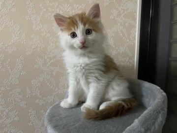 メインクーン【愛知県・男の子・2022年1月13日・レッドタビー&ホワイト】の写真「兄弟の中で1番おっきい子です😽」