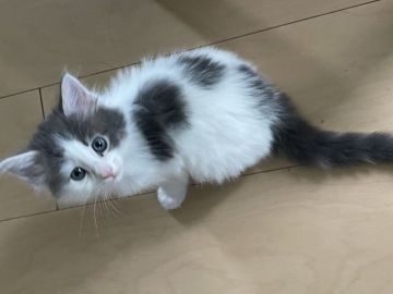 メインクーン【愛知県・男の子・2021年4月27日・ブルータビー&ホワイト】の写真「可愛いブルータビー君😸✨✨」