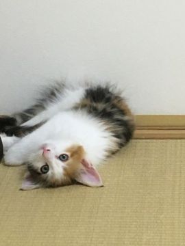 メインクーン【愛知県・女の子・2021年7月20日・ブラウンパッチドタビー&ホワイト】の写真「大きめの女の子です🐱💕💕生後57日目1000g✨」
