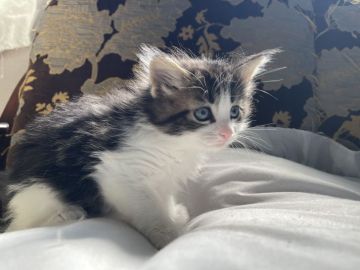 メインクーン【愛知県・男の子・2022年2月14日・ブラウンタビー&ホワイト】の写真「ブラウンタビー🐱✨イケメンくん」