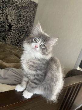 メインクーン【愛知県・男の子・2020年10月27日・ブルータビー&ホワイト】の写真「イケメン君です🐱✨✨」