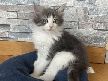 メインクーン【愛知県・男の子・2022年4月6日・ブルータビー&ホワイト】の写真「元気なイケメンくん🐱✨」