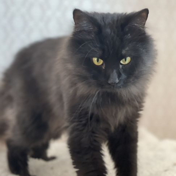 メインクーン【愛知県・男の子・2021年8月8日・ブラック】の写真「黒猫🐈‍⬛」