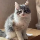 メインクーン【愛知県・女の子・2022年6月23日・ブルーパッチドタビー&ホワイト】の写真1「9月10日撮影❤️」